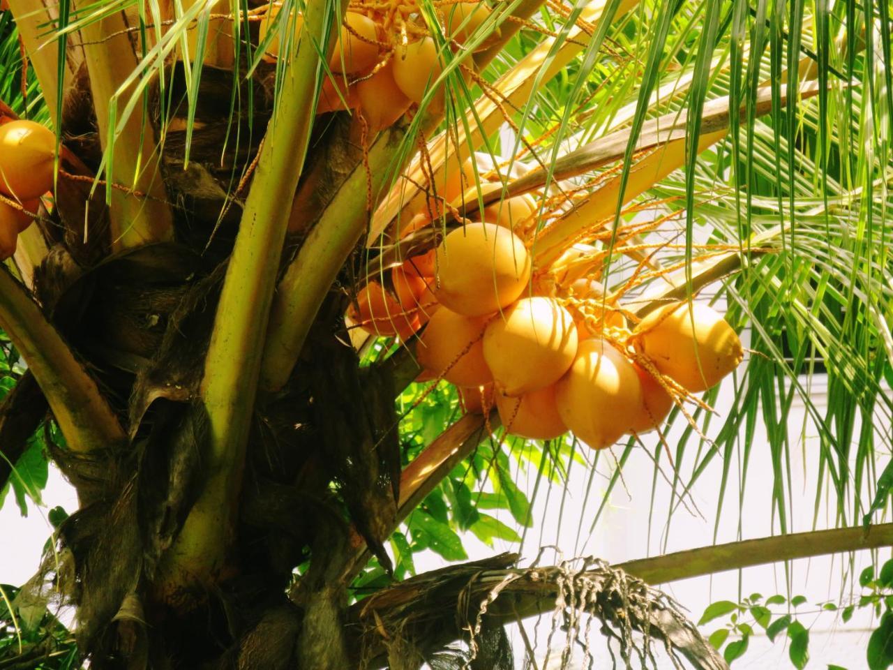 Sea Avenue - Eco Garden Hotell Tangalle Eksteriør bilde